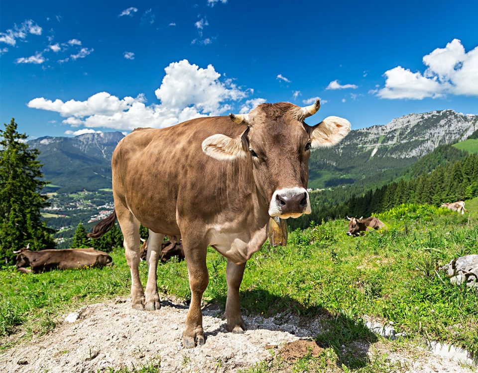 Rein dekoratives Element. Zu sehen ist eine Kuh, welche frontal in die Kamera blilckt. Sie steht inmitten einer Alm in den Bergen und ist von weiteren Kühen umgeben. Es strahlt die Sonne und der Himmel ist blau.